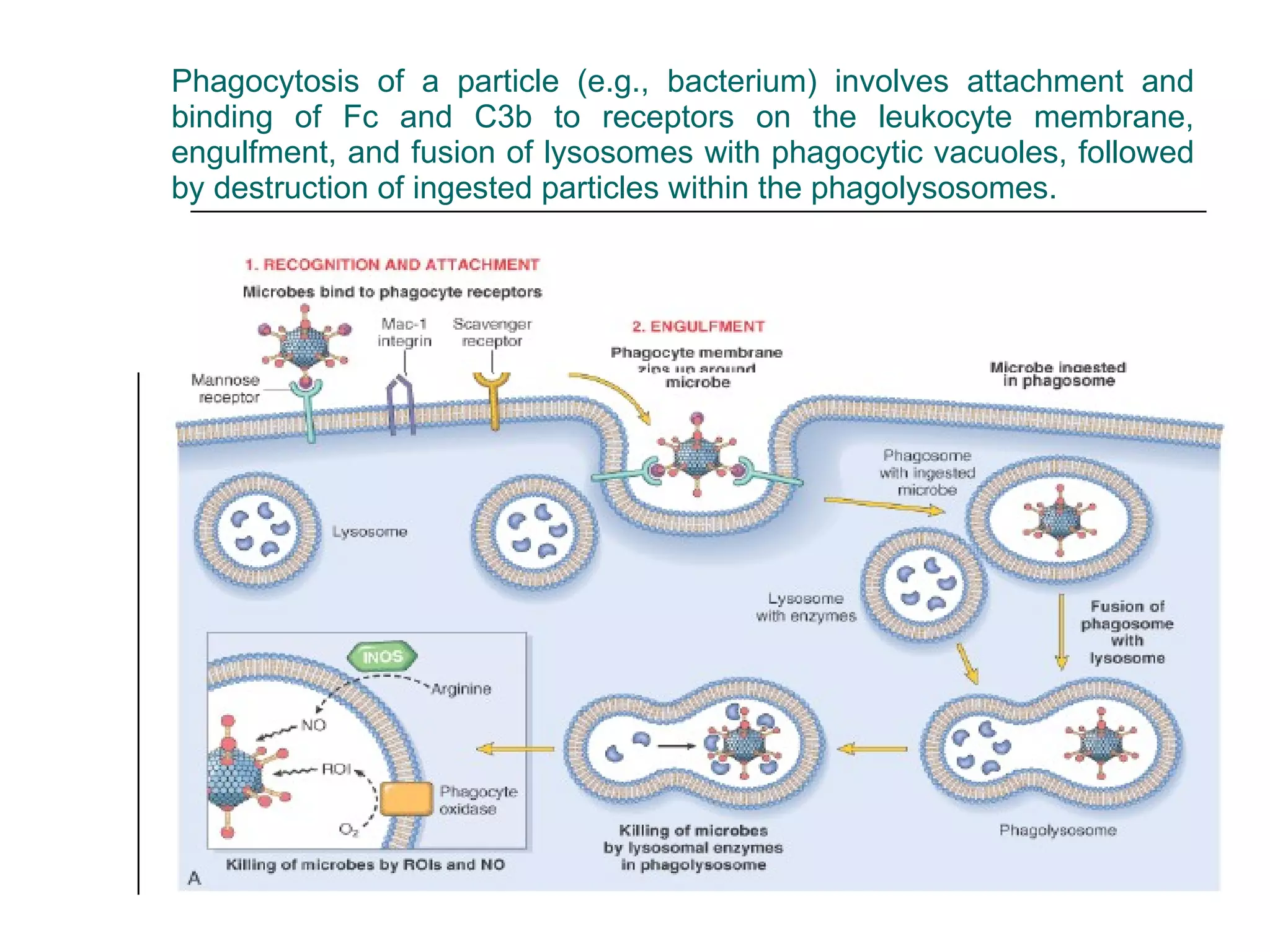 Phagocytosis of a particle (e.g., bacterium) involves attachment and binding of Fc and C3b to receptors on the leukocyte membrane, engulfment, and fusion of lysosomes with phagocytic vacuoles, followed by destruction of ingested particles within the phagolysosomes. 