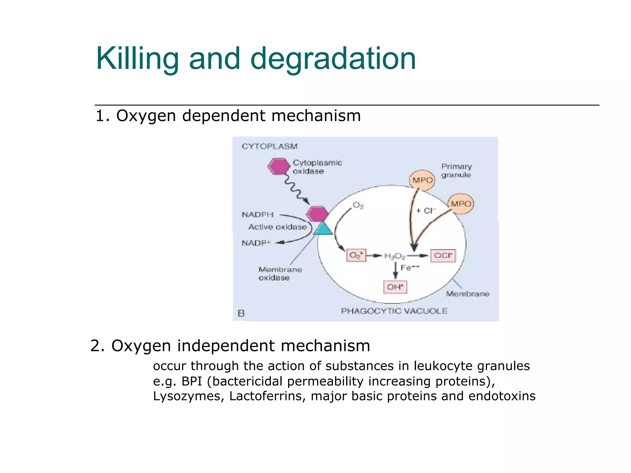 Killing and degradation 1. Oxygen dependent mechanism 2. Oxygen independent mechanism occur through the action of substances in leukocyte granules e.g. BPI (bactericidal permeability increasing proteins), Lysozymes, Lactoferrins, major basic proteins and endotoxins 
