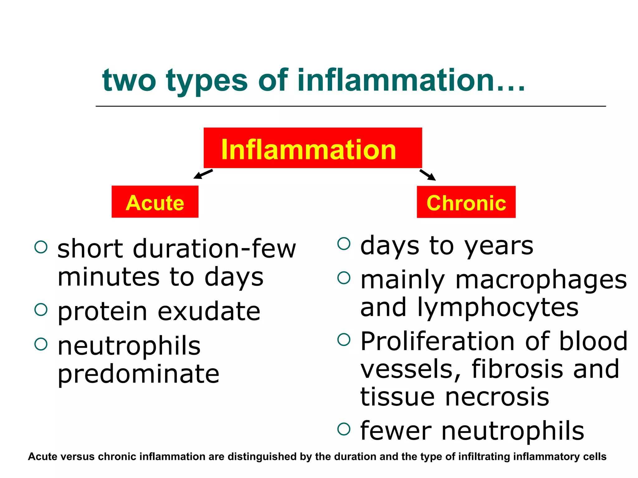 two types of inflammation… short duration-few minutes to days protein exudate neutrophils predominate days to years mainly macrophages and lymphocytes Proliferation of blood vessels, fibrosis and tissue necrosis fewer neutrophils Acute versus chronic inflammation are distinguished by the duration and the type of infiltrating inflammatory cells   Inflammation   Acute Chronic 