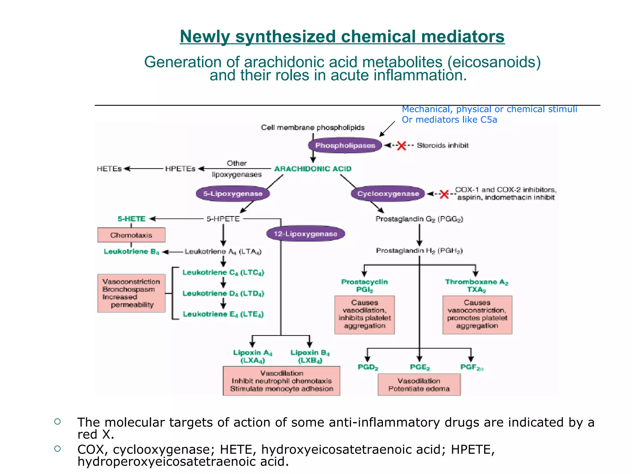 Newly synthesized chemical mediators Generation of arachidonic acid metabolites (eicosanoids) and their roles in acute inflammation.   The molecular targets of action of some anti-inflammatory drugs are indicated by a red X.  COX, cyclooxygenase; HETE, hydroxyeicosatetraenoic acid; HPETE, hydroperoxyeicosatetraenoic acid. Mechanical, physical or chemical stimuli Or mediators like C5a 