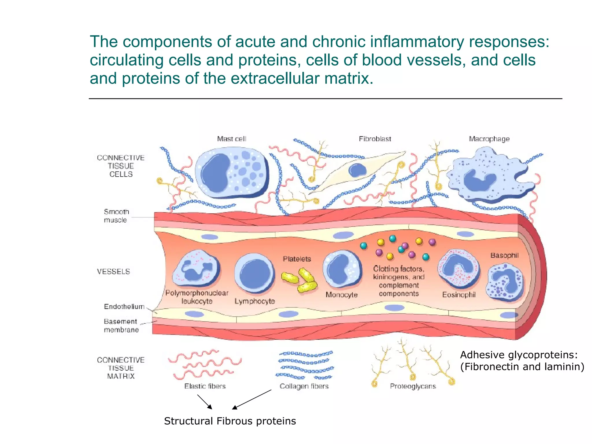 The components of acute and chronic inflammatory responses: circulating cells and proteins, cells of blood vessels, and cells and proteins of the extracellular matrix. Structural Fibrous proteins Adhesive glycoproteins: (Fibronectin and laminin) 