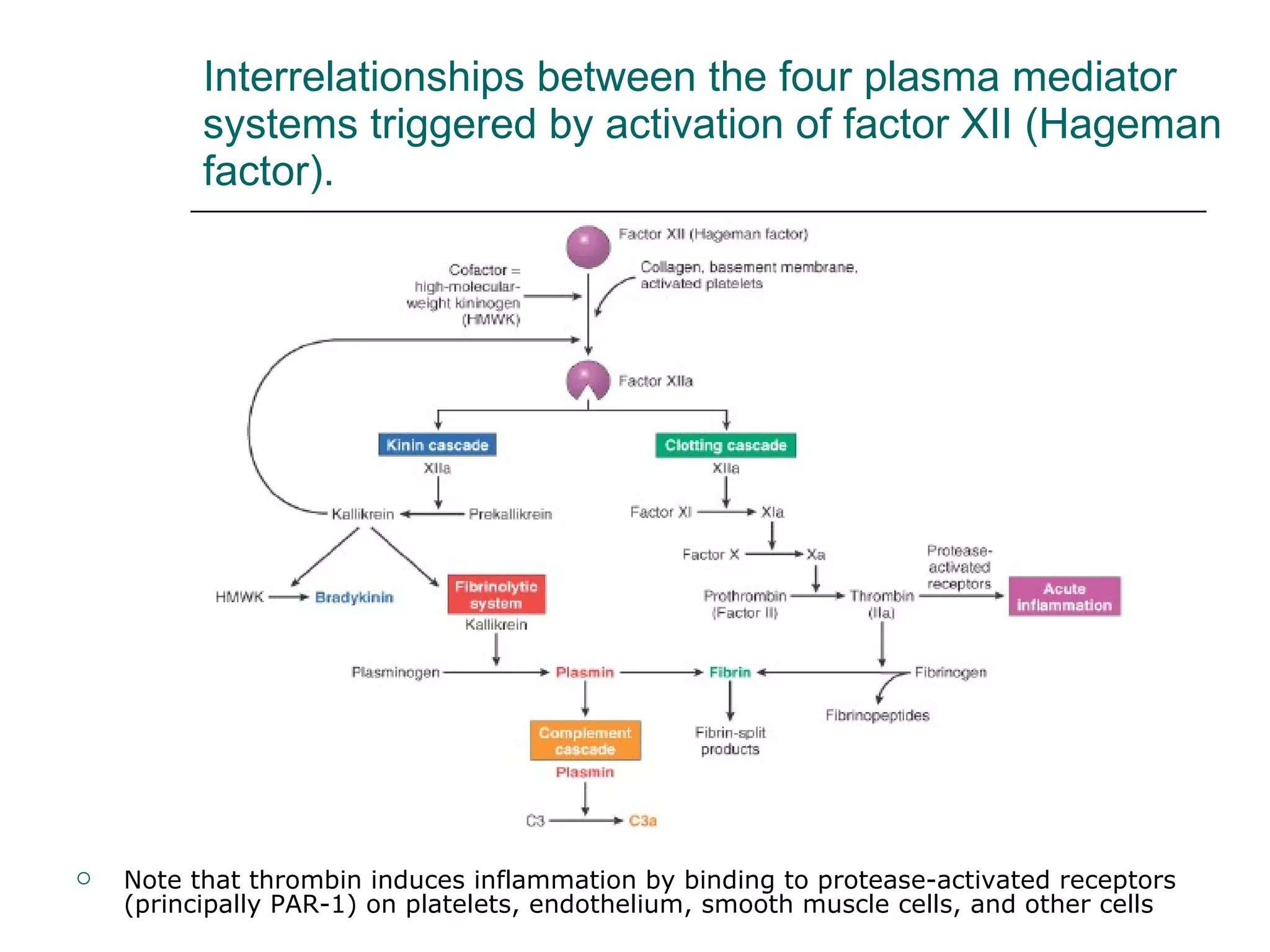 Interrelationships between the four plasma mediator systems triggered by activation of factor XII (Hageman factor).  Note that thrombin induces inflammation by binding to protease-activated receptors (principally PAR-1) on platelets, endothelium, smooth muscle cells, and other cells 
