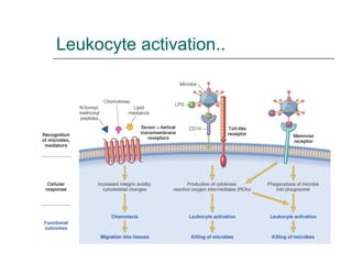 Leukocyte activation..  