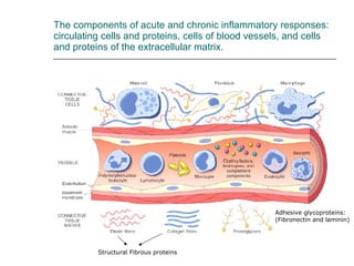 The components of acute and chronic inflammatory responses: circulating cells and proteins, cells of blood vessels, and ce...