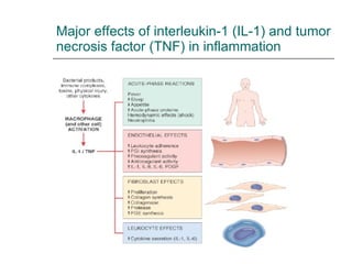 Major effects of interleukin-1 (IL-1) and tumor necrosis factor (TNF) in inflammation 