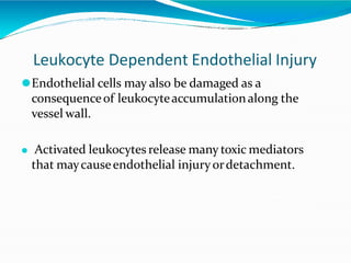 Leukocyte Dependent Endothelial Injury
⚫Endothelial cells may also be damaged as a
consequenceof leukocyteaccumulationalong the
vessel wall.
⚫ Activated leukocytes release many toxic mediators
that maycauseendothelial injuryordetachment.
 