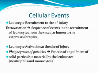 Cellular Events
⚫Leukocyte Recruitment to site of injury
Extravasation  Sequenceof events in the recruitment
of leukocytes from thevascular lumen to the
extravascularspace.
⚫LeukocyteActivationat the siteof injury
⚫Phagocytosis of particles  Processof engulfmentof
⚫solid particulate material by the leukocytes
(neutrophilsand monocytes)
 