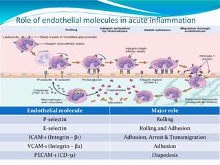 Role of endothelial molecules in acute inflammation
Endothelial molecule Major role
P-selectin Rolling
E-selectin Rolling and Adhesion
ICAM-1 (Integrin – β1) Adhesion, Arrest & Transmigration
VCAM-1 (Integrin – β2) Adhesion
PECAM-1 (CD-31) Diapedesis
 