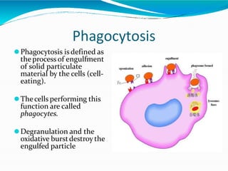 Phagocytosis
⚫Phagocytosis isdefined as
theprocess of engulfment
of solid particulate
material by the cells (cell-
eating).
⚫Thecells performing this
function are called
phagocytes.
⚫Degranulation and the
oxidative burstdestroy the
engulfed particle
 