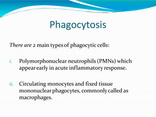 Phagocytosis
There are 2 main typesof phagocyticcells:
i. Polymorphonuclear neutrophils (PMNs) which
appearearly in acute inflammatory response.
ii. Circulating monocytes and fixed tissue
mononuclearphagocytes, commonlycalled as
macrophages.
 