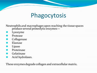 Phagocytosis
Neutrophils and macrophages upon reaching the tissuespaces
produce several proteolyticenzymes—
⚫ Lysozyme
⚫ Protease
⚫ Collagenase
⚫ Elastase
⚫ Lipase
⚫ Proteinase
⚫ Gelatinase
⚫ Acid hydrolases.
These enzymesdegradecollagen and extracellular matrix.
 