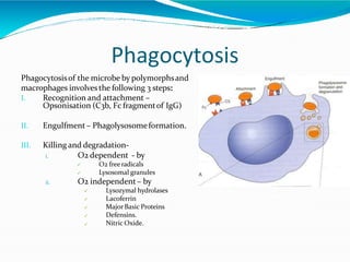 Phagocytosis
Phagocytosisof the microbe by polymorphsand
macrophages involvesthe following 3 steps:
I. Recognition and attachment –
Opsonisation (C3b, Fc fragmentof IgG)
II. Engulfment – Phagolysosomeformation.
III. Killing and degradation-
i. O2 dependent - by


O2 freeradicals
Lysosomal granules
ii. O2 independent– by





Lysozymal hydrolases
Lacoferrin
MajorBasic Proteins
Defensins.
Nitric Oxide.
 