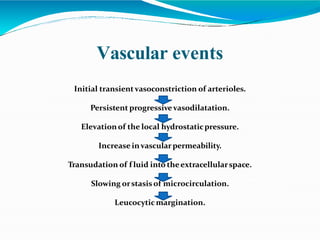 Vascular events
Initial transientvasoconstriction of arterioles.
Persistent progressivevasodilatation.
Elevationof the local hydrostaticpressure.
Increase invascularpermeability.
Transudation of f luid into theextracellularspace.
Slowing orstasis of microcirculation.
Leucocyticmargination.
 