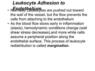 Leukocyte Migration Through
Endothelium
• After being arrested on the endothelial surface,
leukocytes migrate through the ...