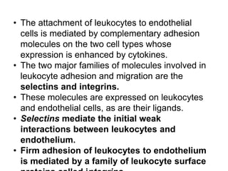 Chemotaxis of Leukocytes
• After exiting the circulation, leukocytes move in the
tissues toward the site of injury by a pr...