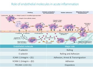 acuteinflammationacuteinflammation.pptxacuteinflammation.pptx
