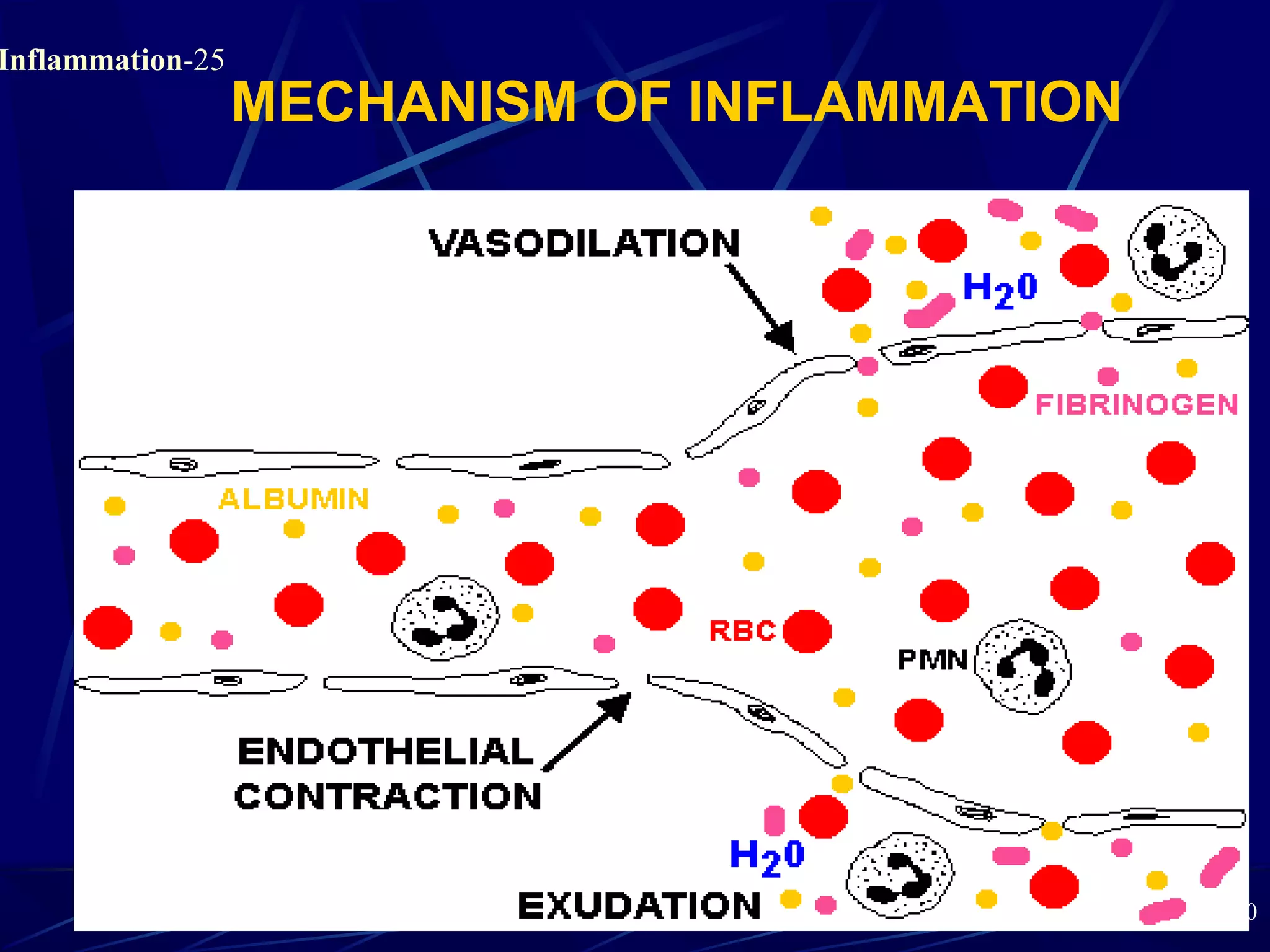 Shashi-Mar 2000
Inflammation-25
MECHANISM OF INFLAMMATION
 