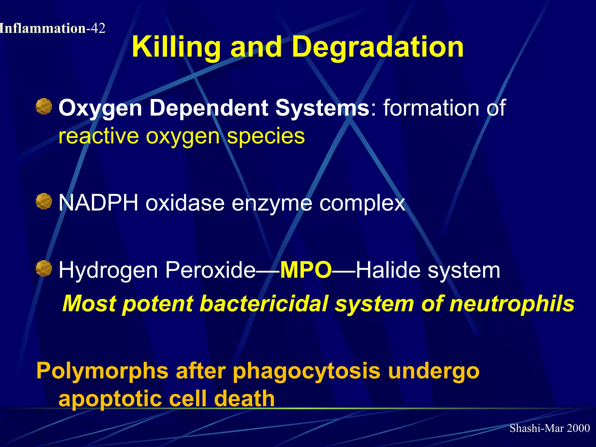Shashi-Mar 2000
Inflammation-42
Killing and Degradation
Oxygen Dependent Systems: formation of
reactive oxygen species
NADPH oxidase enzyme complex
Hydrogen Peroxide—MPO—Halide system
Most potent bactericidal system of neutrophils
Polymorphs after phagocytosis undergo
apoptotic cell death
 