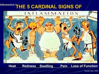 Pathology of Acute Inflammation | PPT