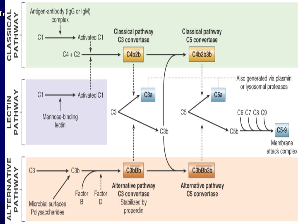Pathology of Acute Inflammation