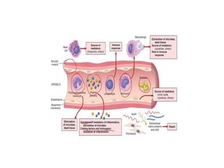 Comprehensive Overview of Acute Inflammation: Mechanisms, Mediators ...