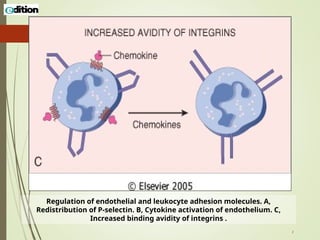 Acute Inflammation (2).ppt pathology subject | PPT