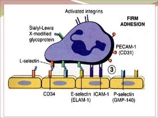 acute inflammation,cell derived and plasma protein derived mediators ...