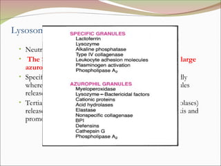 acute inflammation,cell derived and plasma protein derived mediators ...