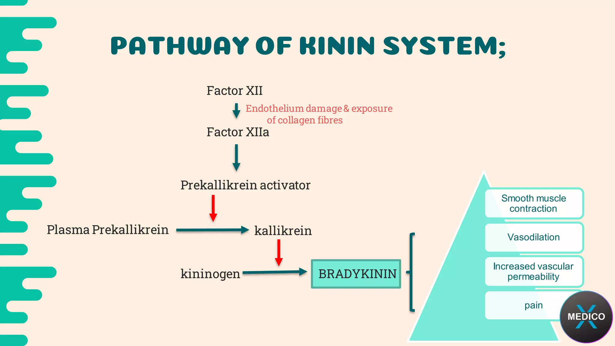 Acute inflammation - Pathology #X_patho | PDF
