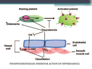 PHOSPHODIESTERASE INHIBITOR ACTION OF DIPYRIDAMOLE
 