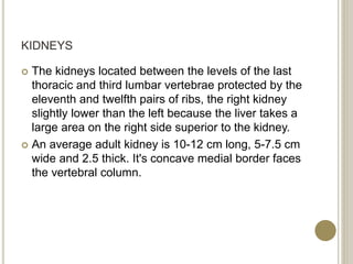 KIDNEYS
 The kidneys located between the levels of the last
thoracic and third lumbar vertebrae protected by the
eleventh and twelfth pairs of ribs, the right kidney
slightly lower than the left because the liver takes a
large area on the right side superior to the kidney.
 An average adult kidney is 10-12 cm long, 5-7.5 cm
wide and 2.5 thick. It's concave medial border faces
the vertebral column.
 
