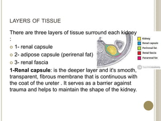 LAYERS OF TISSUE
There are three layers of tissue surround each kidney
:
 1- renal capsule
 2- adipose capsule (perirenal fat)
 3- renal fascia
1-Renal capsule: is the deeper layer and it's smooth,
transparent, fibrous membrane that is continuous with
the coat of the ureter . It serves as a barrier against
trauma and helps to maintain the shape of the kidney.
 