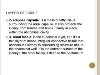 LAYERS OF TISSUE
 2- adipose capsule: is a mass of fatty tissue
surrounding the renal capsule. It also protects the
kidney from trauma and holds it firmly in place
within the abdominal cavity.
 3- renal fascia: is the superficial layer, and it's a
thin layer of dense, irregular connective tissue that
anchors the kidney to surrounding structure and to
the abdominal wall . On the anterior surface of the
kidneys, the renal fascia is deep to the peritoneum.
 