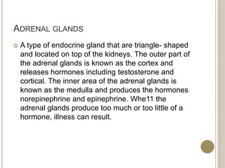 ADRENAL GLANDS
 A type of endocrine gland that are triangle- shaped
and located on top of the kidneys. The outer part of
the adrenal glands is known as the cortex and
releases hormones including testosterone and
cortical. The inner area of the adrenal glands is
known as the medulla and produces the hormones
norepinephrine and epinephrine. Whe11 the
adrenal glands produce too much or too little of a
hormone, illness can result.
 