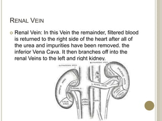 RENAL VEIN
 Renal Vein: In this Vein the remainder, filtered blood
is returned to the right side of the heart after all of
the urea and impurities have been removed. the
inferior Vena Cava. It then branches off into the
renal Veins to the left and right kidney.
 