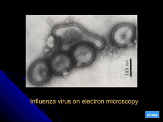 Influenza virus on electron microscopy close 