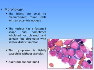 • Morphology:
 The blasts are small to
medium-sized round cells
with an eccentric nucleus
 The nucleus has a flattened
shape and sometimes
lobulated or cleaved and
contain fine chromatin with
several distinct nucleoli
 The cytoplasm is lightly
basophilic without granules
 Auer rods are not found
 