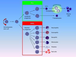 Hematopoietic
stem cell
Neutrophils
Eosinophils
Basophils
Monocytes
Platelets
Red cells
Myeloid
progenitor
Lymphoid
progenitor
B-lymphocytes
T-lymphocytes
Plasma
cells
naïve
ALL
AML
 