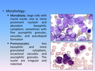 • Morphology:
 Monoblasts: large cells with
round nuclei, one or more
prominent nucleoli and
abundant basophilic
cytoplas...