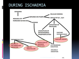 DURING ISCHAEMIA
sumeryadav2004@gmail.com
 