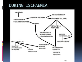 DURING ISCHAEMIA
 
