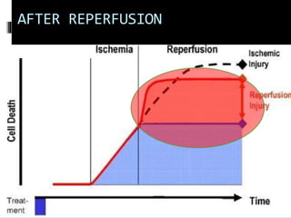 AFTER REPERFUSION
 