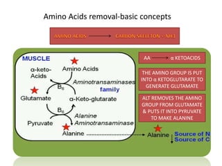 Amino Acids removal-basic concepts
AA α KETOACIDS
THE AMINO GROUP IS PUT
INTO α KETOGLUTARATE TO
GENERATE GLUTAMATE
ALT REMOVES THE AMINO
GROUP FROM GLUTAMATE
& PUTS IT INTO PYRUVATE
TO MAKE ALANINE
 