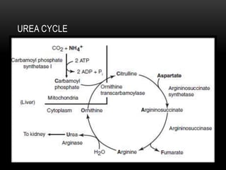 UREA CYCLE
 
