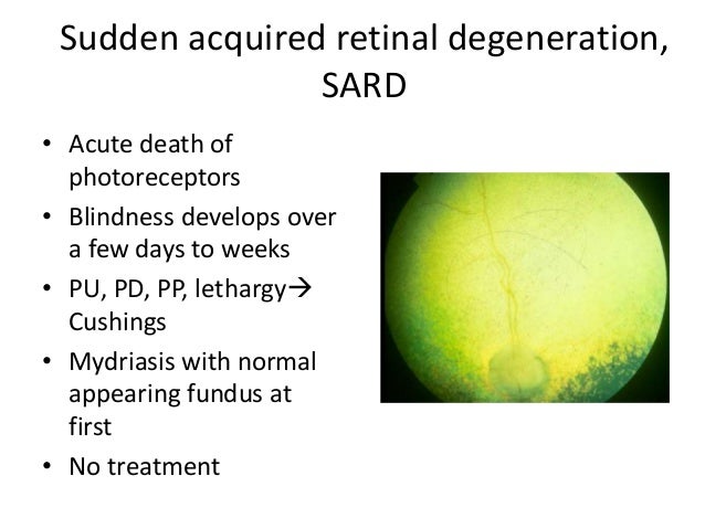 pug encephalitis treatment acute loss of vision ecc presentation pug encephalitis treatment acute loss of vision ecc presentation