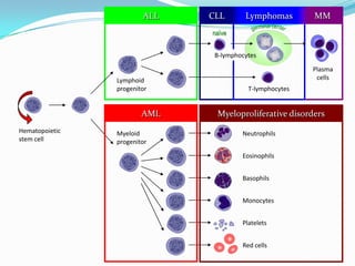 ALL MMCLL Lymphomas
Hematopoietic
stem cell
Neutrophils
Eosinophils
Basophils
Monocytes
Platelets
Red cells
Myeloid
progenitor
Myeloproliferative disordersAML
Lymphoid
progenitor T-lymphocytes
Plasma
cells
B-lymphocytes
naïve
 