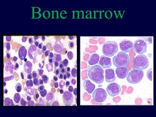 Bone marrow
 
