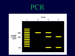 PCR
 