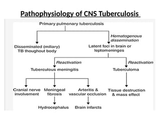 Pathophysiology of CNS Tuberculosis
 
