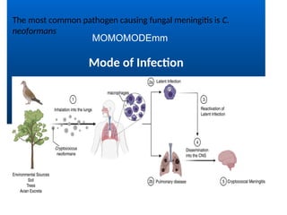 Mode of Infection
MOMOMODEmm
The most common pathogen causing fungal meningitis is C.
neoformans
 